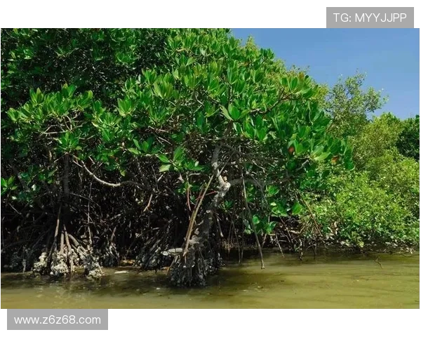 如何有效利用红树林注册网址促进生态旅游发展